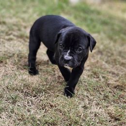 Cane Corso Puppies from Rosalez Kennel