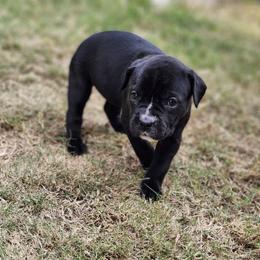 Cane Corso Puppies from Rosalez Kennel