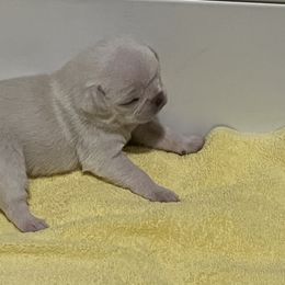 Pug Puppies from Southern Pugs