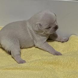 Pug Puppies from Southern Pugs