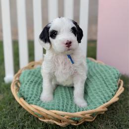 Moony - Tri-color male Bernedoodle puppy in Apache Junction, Arizona from Coffey House Doodles