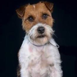 Border Terriers and Jack Russell Terriers from Dig Em Out Terriers / Twin Willow Borders