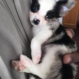 Chihuahua Puppies from Western Kentucky Chihuhua