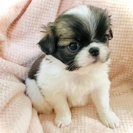 Magnolia (aka Lucy) - Sable and white female Japanese Chin puppy in Davisville, Missouri from Uniquely Yours, Shelly’s Japanese Chins