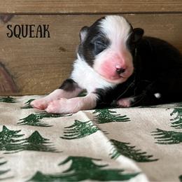 Squeak - Black tri-color female Australian Shepherd puppy in Kearney, Nebraska from Helix Aussies