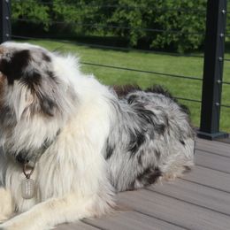 Elisa - Australian Shepherd