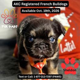 Sheldon - Tricolors male French Bulldog puppy in Michigan from Fur Baby Farms