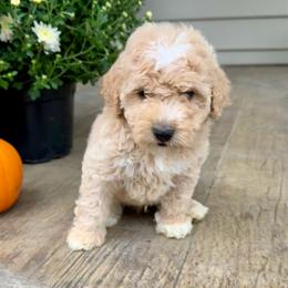 Boy 1 - Yellow and white male Bernedoodle puppy in Russiaville, Indiana from Pleasant Creek Minibernedoodles