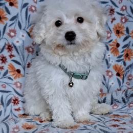 Max - White male Maltipoo puppy in Crestview, Florida from Little Cupcakes and Little Pumpkins Maltipoos