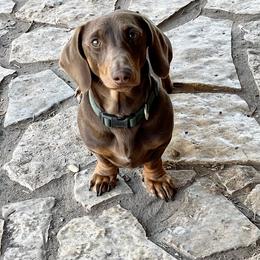 MacGyver - Dachshund