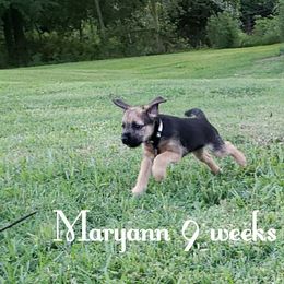 Border Terrier Puppies from Cornerstone Border Terriers