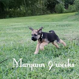Border Terrier Puppies from Cornerstone Border Terriers