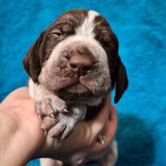 Claus - White and chestnut male Bracco Italiano puppy in Silver Summit, Utah from Snow Peak Kennel