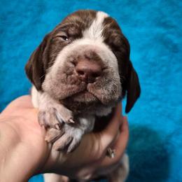 Claus - White and chestnut male Bracco Italiano puppy in Silver Summit, Utah from Snow Peak Kennel