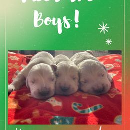 Golden Retriever Puppies from Golden Star Ranch