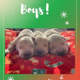Golden Retriever Puppies from Golden Star Ranch