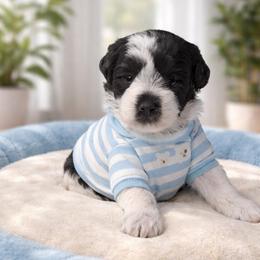 Oliver - Parti male Miniature Schnauzer puppy in Magalia, California from NorCal Schnauzers