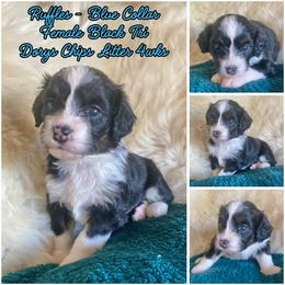 Ruffles - female Australian Mountain Doodle puppy in Port Orchard, Washington from Yukon Harbor Doodles