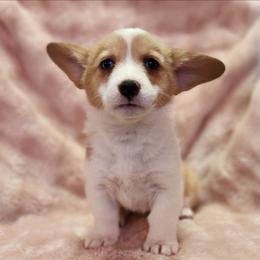 Butterscotch - Fawn female Pembroke Welsh Corgi puppy in Orleans, Indiana from Workman Farms