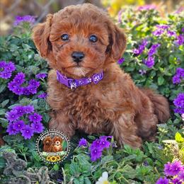 Honey - Red  female Poodle puppy in Salem, Missouri from Meadowbrook Poodles