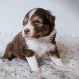 George (Poncho) - Red tri-color male Australian Shepherd puppy in Hawaii from Hawaii Australian Shepherds