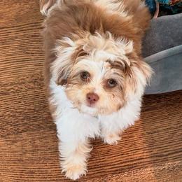 Aussiedoodle and Bernedoodle Puppies from Steindoodles