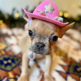 Luna - Blue fawn female French Bulldog puppy in Hardy, Virginia from Southern Class Frenchies