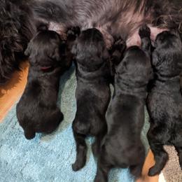 Giant Schnauzer Puppies from Riesenschnauzers von Reh Bach