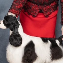 Delilah - Cocker Spaniel