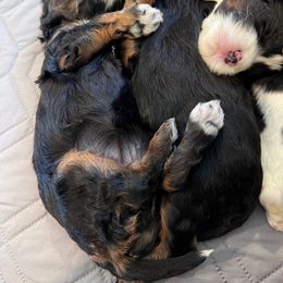 Cavapoo and Poodle Puppies from Autumn Shepherds & Poodles