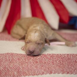 Ol' Glory - Apricot female Goldendoodle puppy in Seffner, Florida from Gold Diamond Pup