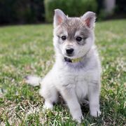 Alaskan Klee Kai Puppies from Thurisia