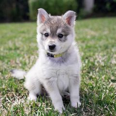 Alaskan Klee Kai Puppies from Thurisia