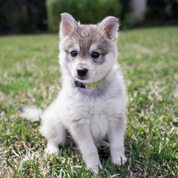 Alaskan Klee Kai Puppies from Thurisia