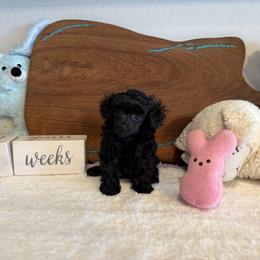 Hearts - Black female Poodle puppy in Prescott Valley, Arizona from Caloosa Toy Poodles