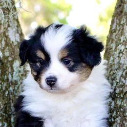Toy Australian Shepherds from BRS Toy Aussies