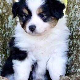 Toy Australian Shepherds from BRS Toy Aussies