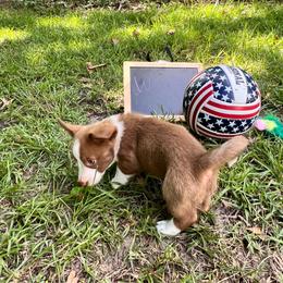 Whiskey - Liver and white female Cardigan Welsh Corgi puppy in Crystal River, Florida from Coopers Korner