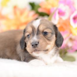 Wilson -- FULL AKC Red , Show Line - Sable male Dachshund puppy in Neosho, Missouri from A Walk In The Park
