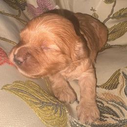 Ocean - Red male Cavapoo puppy in El Sobrante, California from Mckendra's Legacy