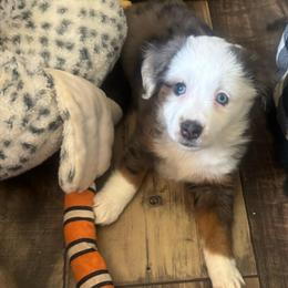 Hermione - Blue merle female Toy Australian Shepherd puppy in Princeton, Louisiana from Legacy Hill Aussies