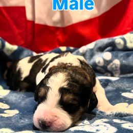 Bernedoodle Puppies from Goldhaly Peach Doodles