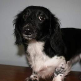 Bonsai - Dachshund