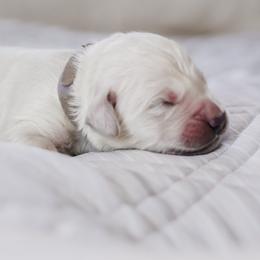 Mr. Gray Collar - Light golden male Golden Retriever puppy in Troy, Alabama from Southland Goldens