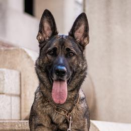German Shepherds from Sonnengold German Shepherds