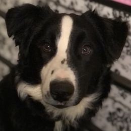 Australian Shepherds from The Regal Puppy