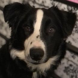 Australian Shepherds from The Regal Puppy