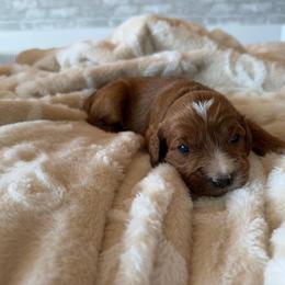 Vixey - Apricot female Cavapoo puppy in Payson, Utah from Country Sky Doodles