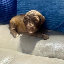 Merlin - Brown and white male Aussiedoodle puppy in Lake City, Florida from Dream Hollow Farm