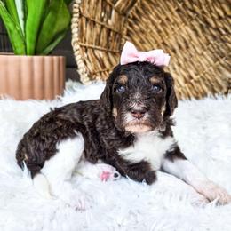Denali - Parti female Poodle puppy in Gaylord, Michigan from Dog Mom Co. Poodles